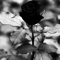 Black rose