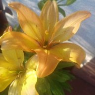Zeus's Lilly