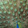 SSotericpeacock666