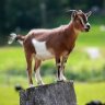 TIDITHEGOAT