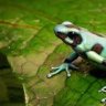 AstralFrog