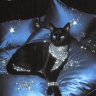 CatDoll