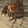 Orange Wolf