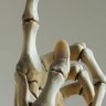 SkeletonHands