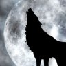 Black Wolf