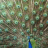 SSotericpeacock666